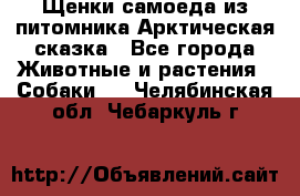 Щенки самоеда из питомника Арктическая сказка - Все города Животные и растения » Собаки   . Челябинская обл.,Чебаркуль г.